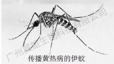 蚊子究竟有多可怕(图7)