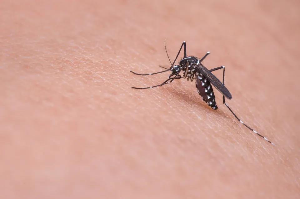 放蚊子治病?美国将释放数百万转基因蚊子,专家慌了!(图8)