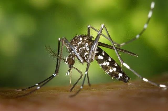 放蚊子治病?美国将释放数百万转基因蚊子,专家慌了!(图4)