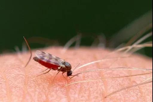 为什么蚊子偏爱叮你？研究表明红色更吸引蚊子(图1)