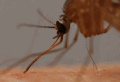 为什么蚊子偏爱叮你？研究表明红色更吸引蚊子(图4)